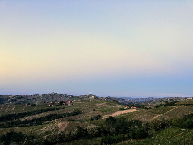 Vineyard Cuneo Moscato