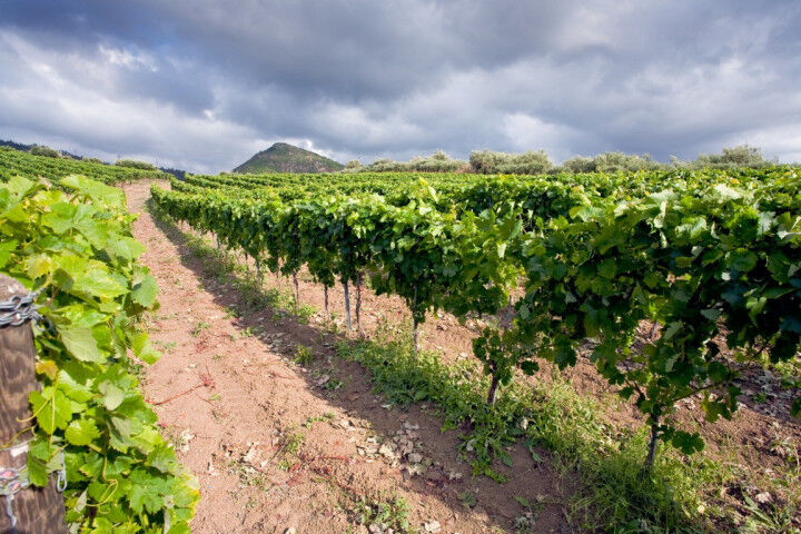 vineyard_etna_sicily_202202151