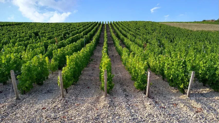 vineyard-france-20220223