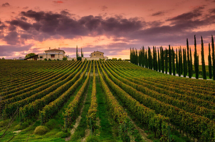 Vineyard in Umbria, Italy 