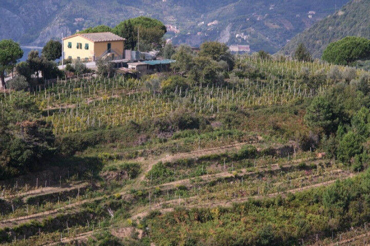 Vineyard of grapes sciacchetrà on the hills of the Cinque Terre. In the background the rocks overlooking the sea. Vernazza_20201010