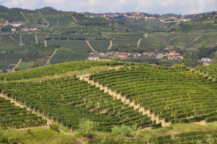 vineyard-roero_202202