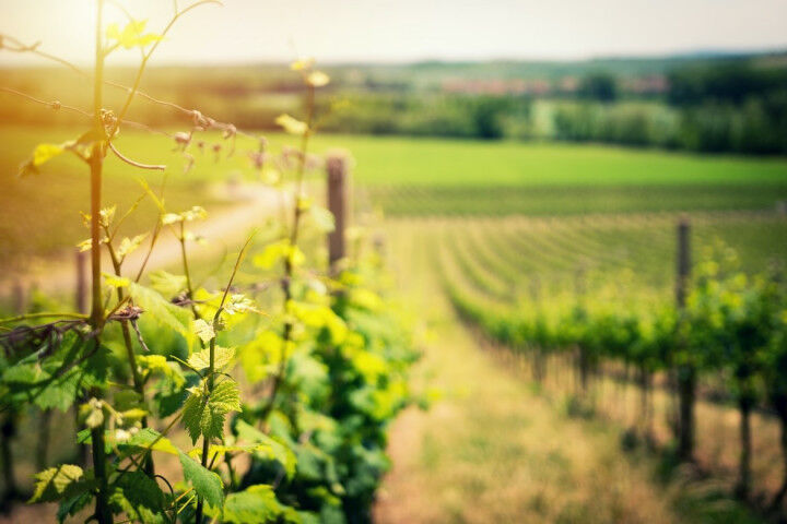 vineyard-sauvignonblanc_20211221