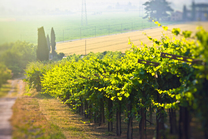 Vineyards in Verona, Italy