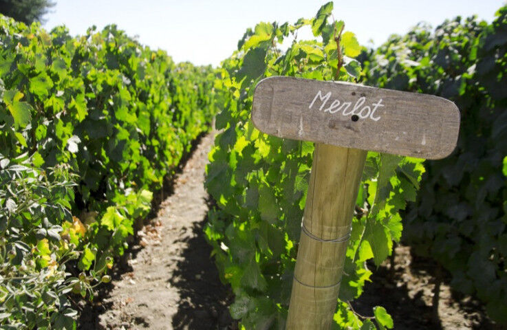 Wood sign of Merlot in a vineyard, Colchagua valley, Chile 